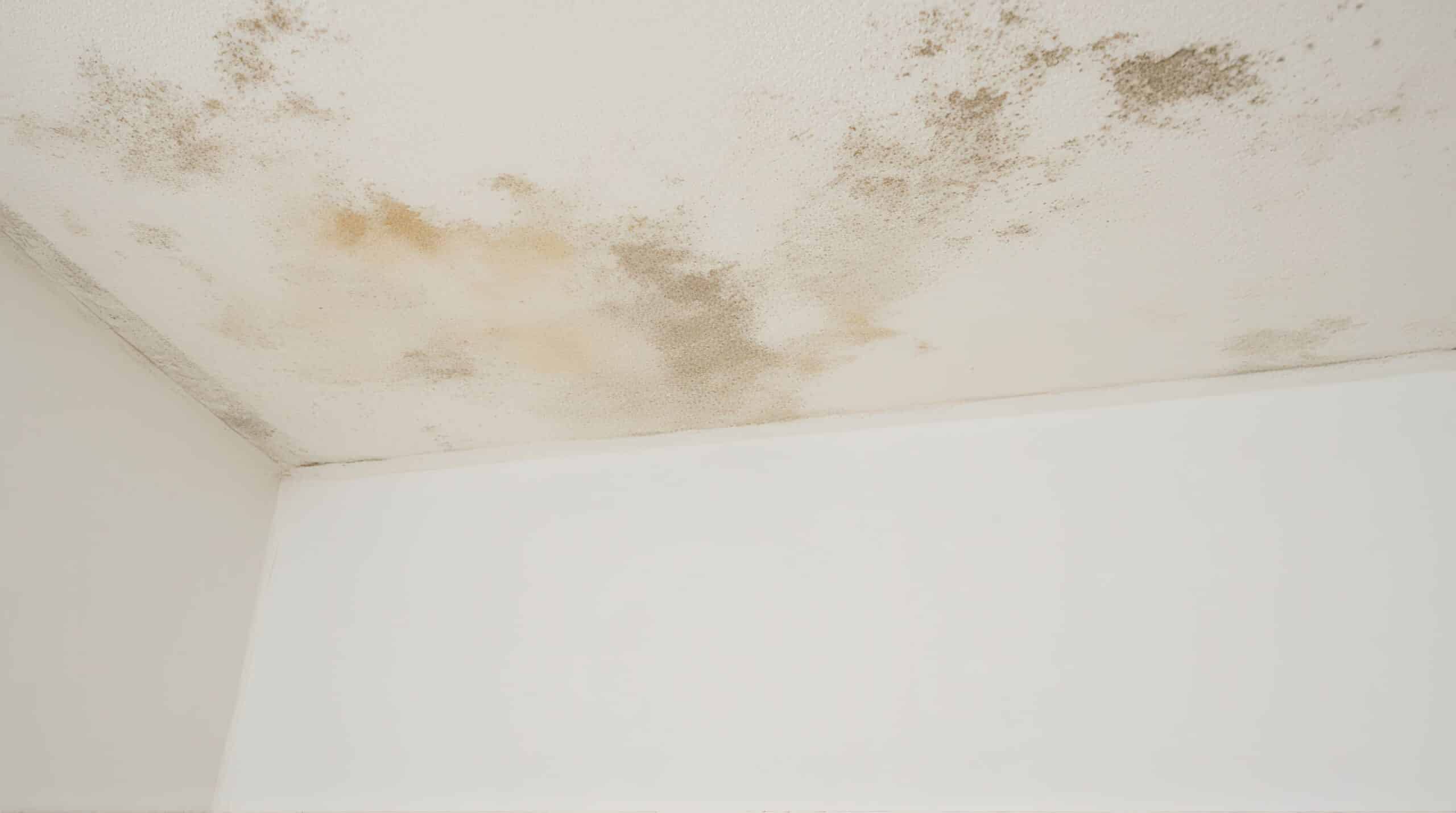 Plafond blanc et angle de mur recouverts de moisissure brun-noir et de taches d'eau étendues. Signe d'un dégât des eaux ou humidité.